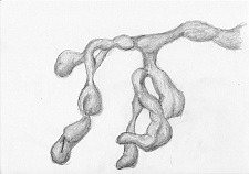 Drawings